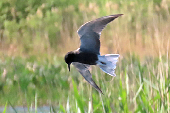 Black Tern